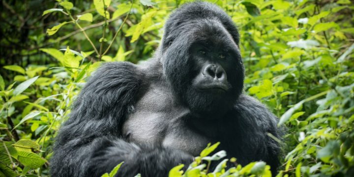 3 Day Gorilla Tracking Safari Uganda