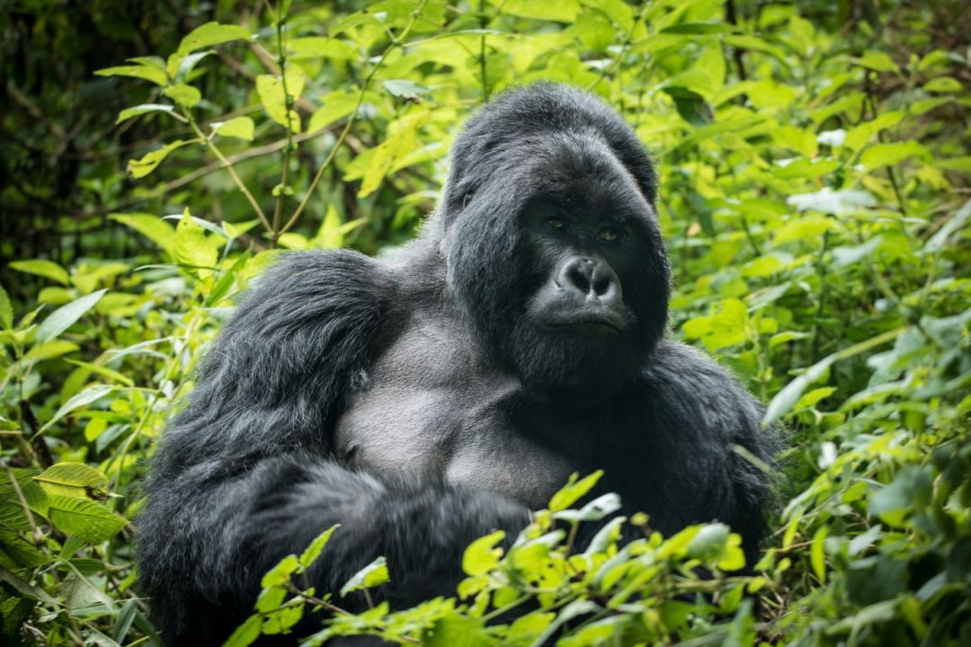Gorilla tracking in Uganda