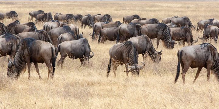 5-Day-Serengeti–Ngorongoro-Safari Best Tanzania Safari