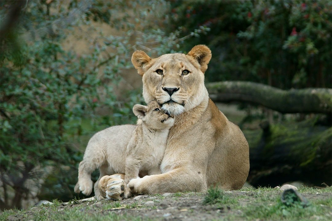 Earn A Free Travel: Safari