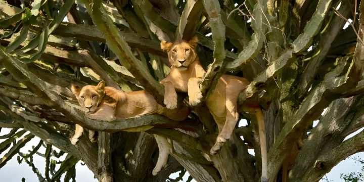 Tanzania Midrange Safari