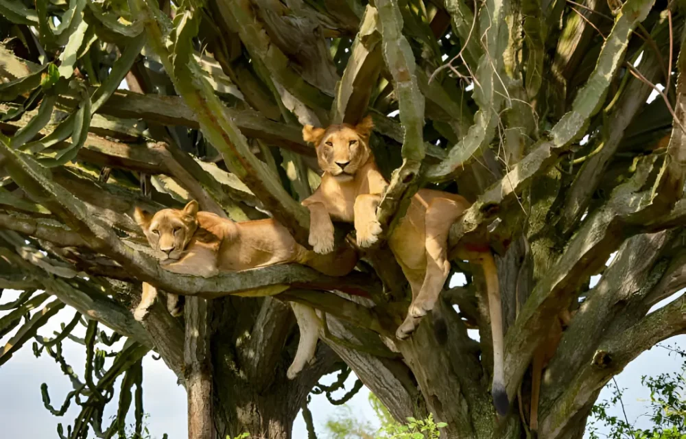 12 Days 11 Nights Uganda Tour