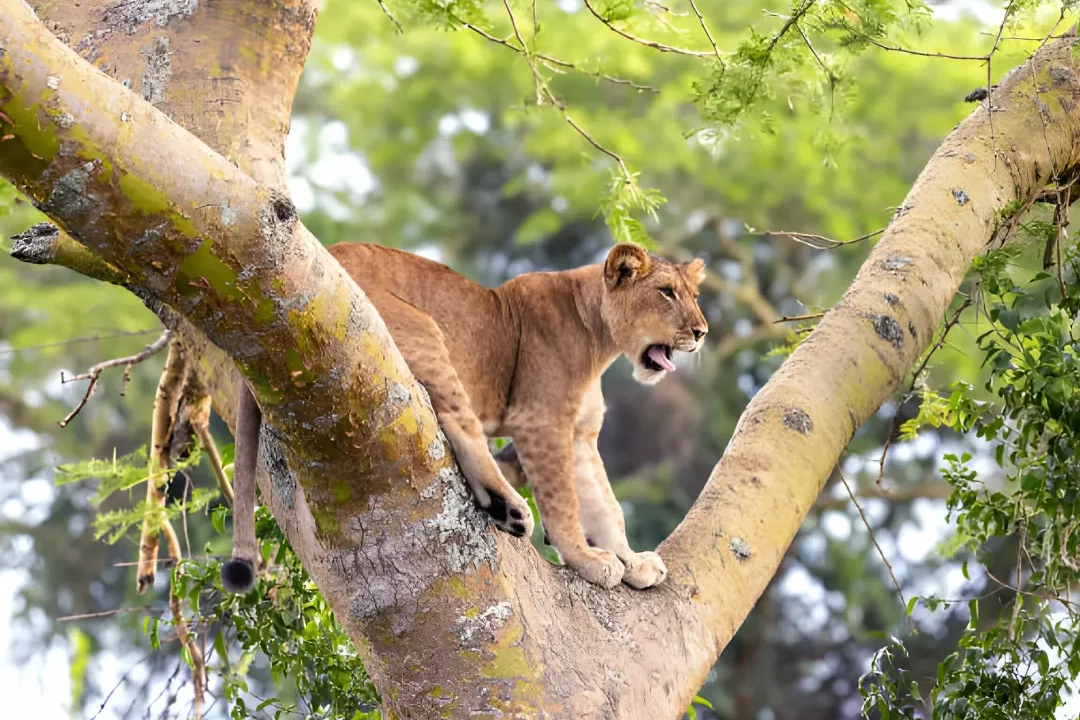 Uganda_Lion